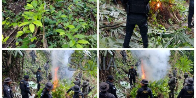 Agentes antinarcóticos del Mundo Maya  erradican campos con ilícitos