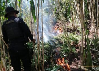 Erradican más de 28 mil matas de marihuana en Totonicapán