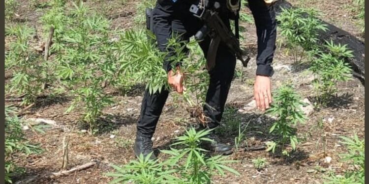 Erradican 50 mil matas de marihuana en Petén