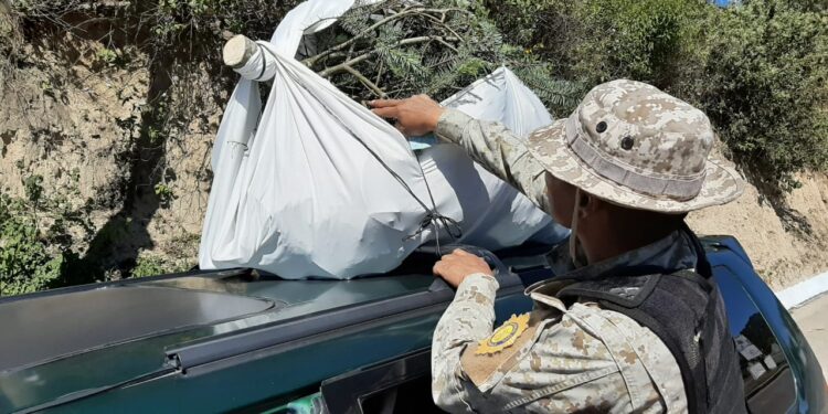 Autoridades priorizan la protección de bosques naturales de pinabete y tillandsias