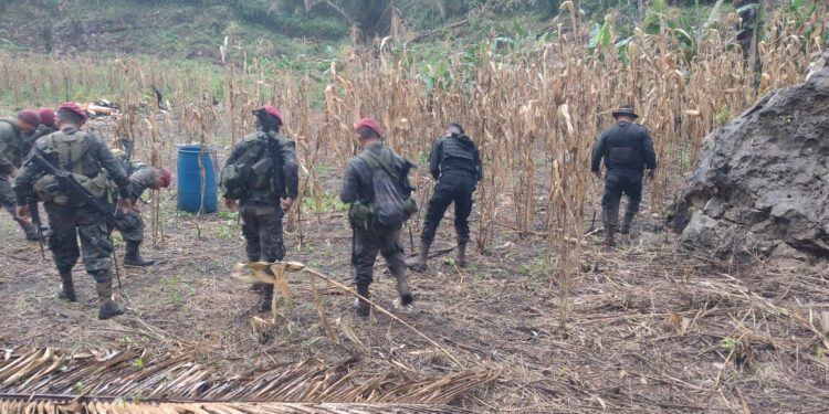 Erradican sembradíos de hoja de coca en Petén