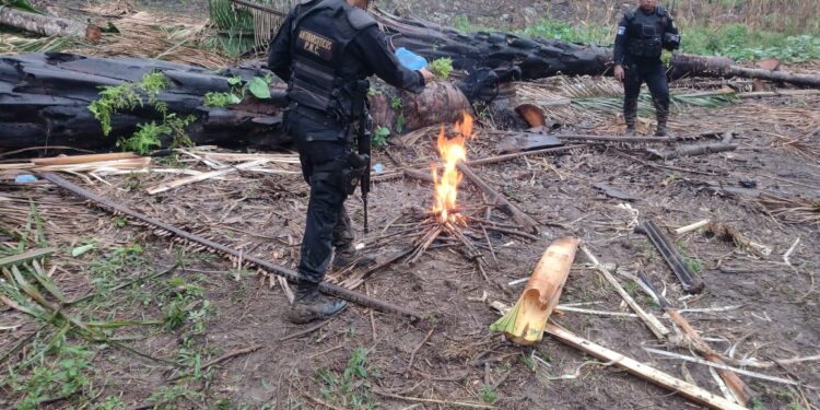 Erradican sembradíos de hoja de coca en Petén