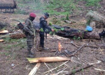 Erradican sembradíos de hoja de coca en Petén