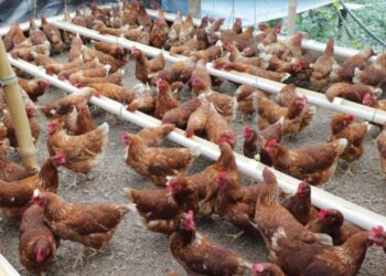 Guatemala en alerta por casos de Influenza Aviar de alta patogenicidad