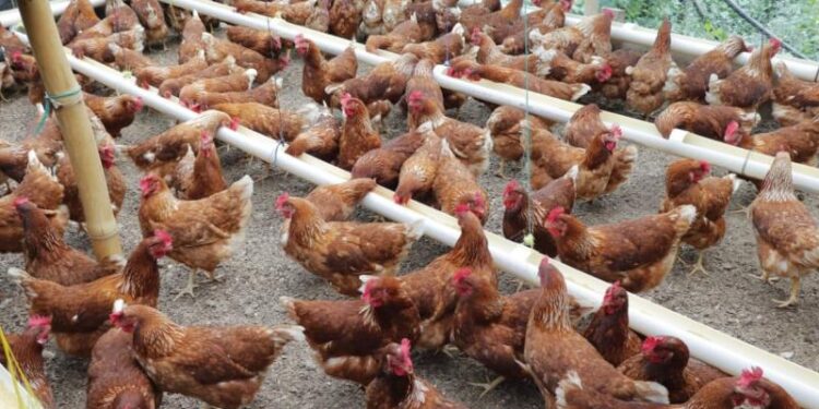 Guatemala en alerta por casos de Influenza Aviar de alta patogenicidad