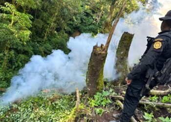 Erradican más de 24 mil arbustos de hoja de coca en Zacapa