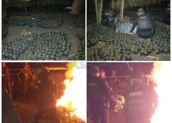 Erradican hojas de coca en fase de crecimiento