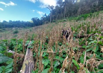Erradican más de 249 mil arbustos de hoja de coca en Alta Verapaz