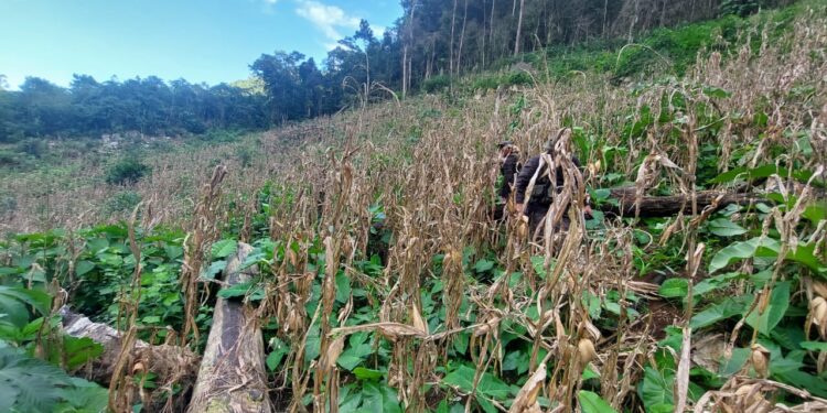 Erradican más de 249 mil arbustos de hoja de coca en Alta Verapaz