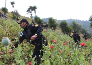 Localizan y erradican más de 198 mil matas de amapola en Tajumulco, San Marcos