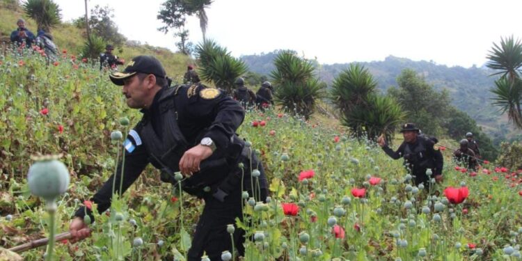 Localizan y erradican más de 198 mil matas de amapola en Tajumulco, San Marcos