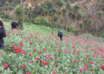 Erradican más de 80 mil arbustos de hoja de coca en Petén