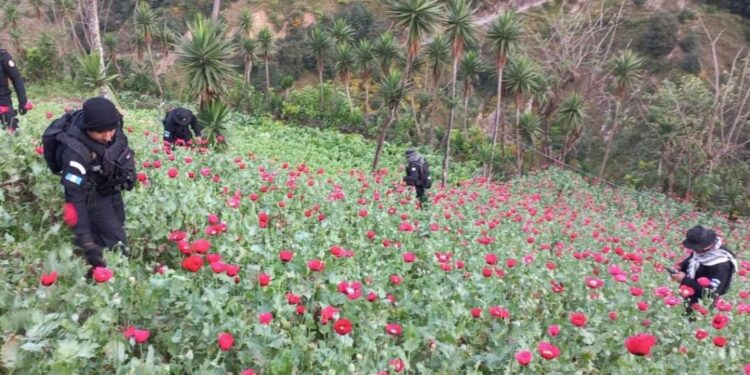 Erradican más de 80 mil arbustos de hoja de coca en Petén