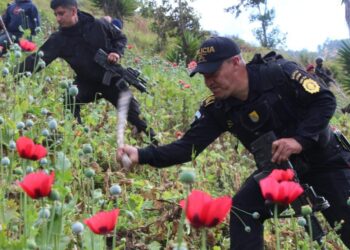 Autoridades erradican 126 mil 209 matas de amapola en Ixchiguán, San Marcos