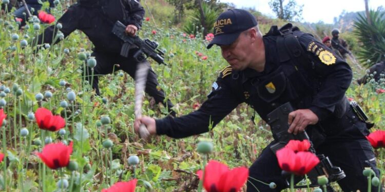 Autoridades erradican 126 mil 209 matas de amapola en Ixchiguán, San Marcos