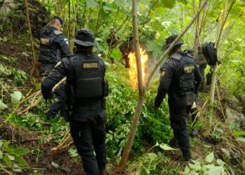 Operativo interinstitucional permite erradicación de cultivos ilícitos en Petén