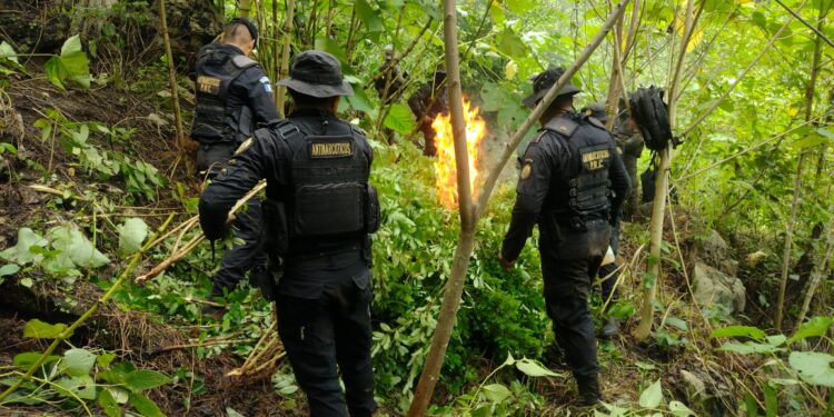 Operativo interinstitucional permite erradicación de cultivos ilícitos en Petén