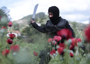 Localizan 192 mil 249 matas de amapola en Tajumulco, San Marcos