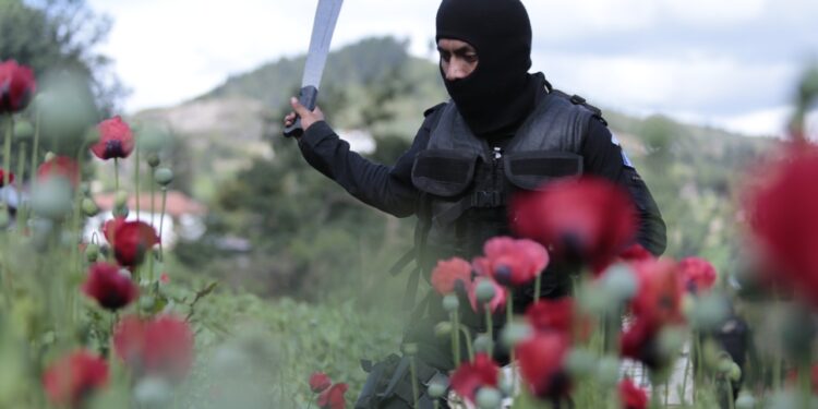 Localizan 192 mil 249 matas de amapola en Tajumulco, San Marcos