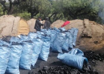 Diprona decomisa jade y producto forestal en distintos operativos