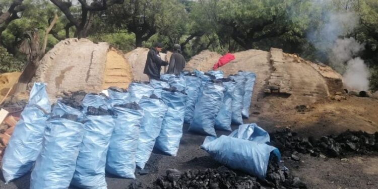 Diprona decomisa jade y producto forestal en distintos operativos