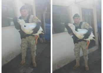 Diprona rescata un Pelícano en Quetzaltenango