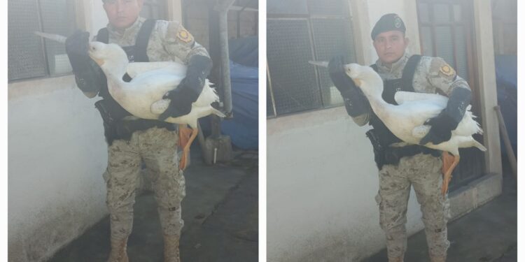 Diprona rescata un Pelícano en Quetzaltenango