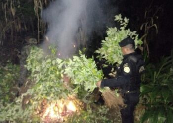 Erradican más de 48 mil arbustos de hoja de Coca en Izabal