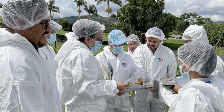 Guatemala fortalece conocimientos para prevenir ingreso del Fusarium