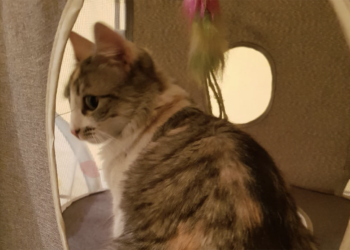 Proteja a sus mascotas de la pirotecnia excesiva en esta época