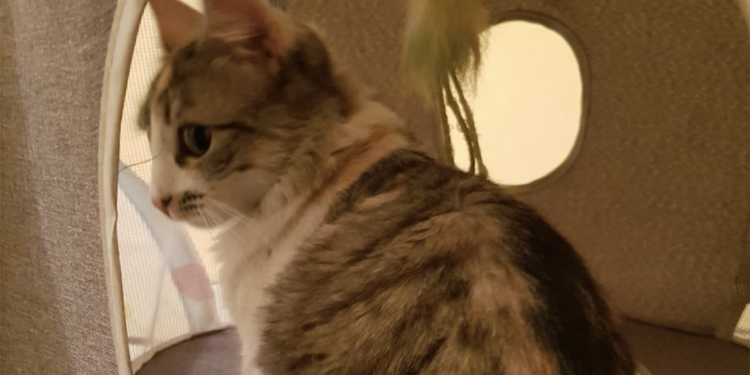 Proteja a sus mascotas de la pirotecnia excesiva en esta época