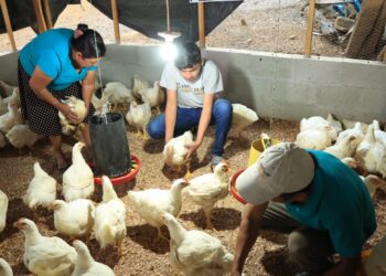 Alerta para prevenir incendios forestales y afecciones al sector pecuario con el uso de pirotecnia