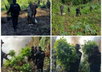 SGAIA erradica 316 mil arbustos de hoja de coca
