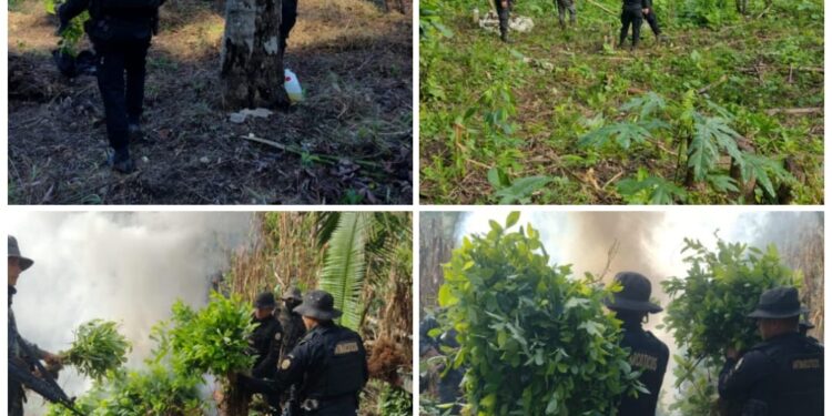 SGAIA erradica 316 mil arbustos de hoja de coca