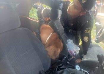 DIDAE decomisa armas de fuego en inspección de vehículo