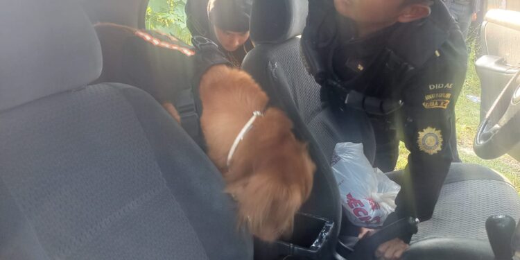 DIDAE decomisa armas de fuego en inspección de vehículo