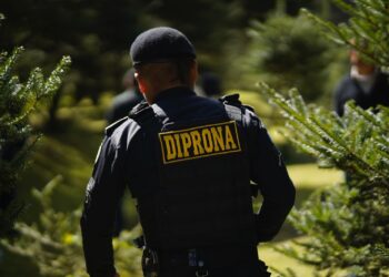 Continúan acciones para la protección del pinabete