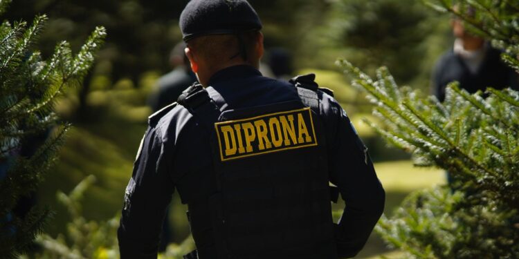 Continúan acciones para la protección del pinabete