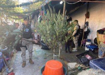 DIPRONA concluye el plan contra el tráfico ilícito del Pinabete y Tillandsias