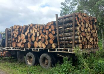Diprona captura por delitos contra la naturaleza a 832 personas