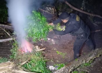 Coordinación interinstitucional erradica 90 mil matas de marihuana en Petén