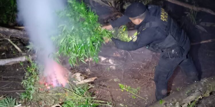 Coordinación interinstitucional erradica 90 mil matas de marihuana en Petén