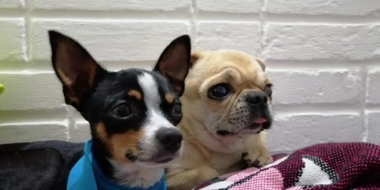 Recomendaciones para cuidar a sus mascotas si viaja en esta época