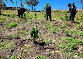 Erradican plantación de marihuana valorada en más de Q10 millones