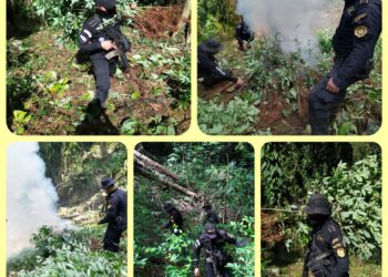 PNC erradica arbustos de hoja de coca valorados en Q234 mil