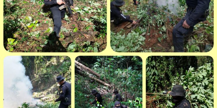 PNC erradica arbustos de hoja de coca valorados en Q234 mil