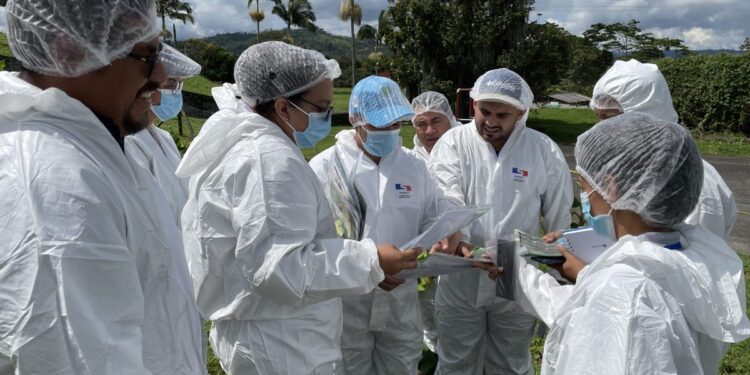 Guatemala fortalece conocimientos para prevenir ingreso del Fusarium