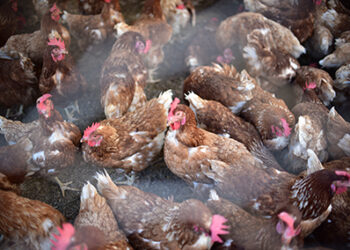 Guatemala se reporta libre de Influenza Aviar de Alta Patogenicidad