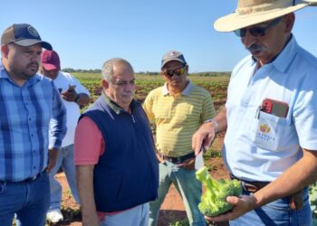 Evalúan incrementar producción de brócoli en Petén