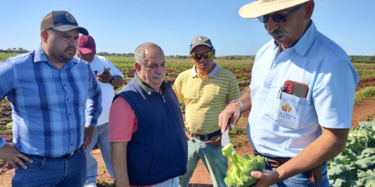 Evalúan incrementar producción de brócoli en Petén